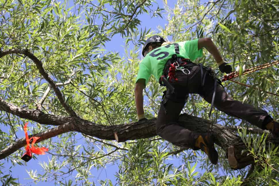 A beginner's guide to tree climbing – The Varsity