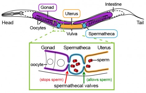  Illustration showing the anatomy of a Caenorhabditis female/hermaphrodite worm. Sperm crawl from the uterus to the site of fertilization (spermatheca). The spermathecal valve prevents sperm from crawling into the gonad, but allows eggs (oocytes) to move into the spermatheca to be fertilized. COURTESY OF JANICE TING
