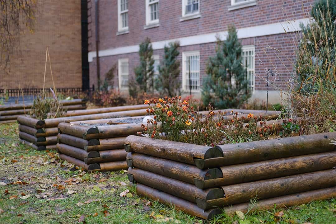 Photo of the Trinity College community garden at St. Hilda's Residence Hall.
